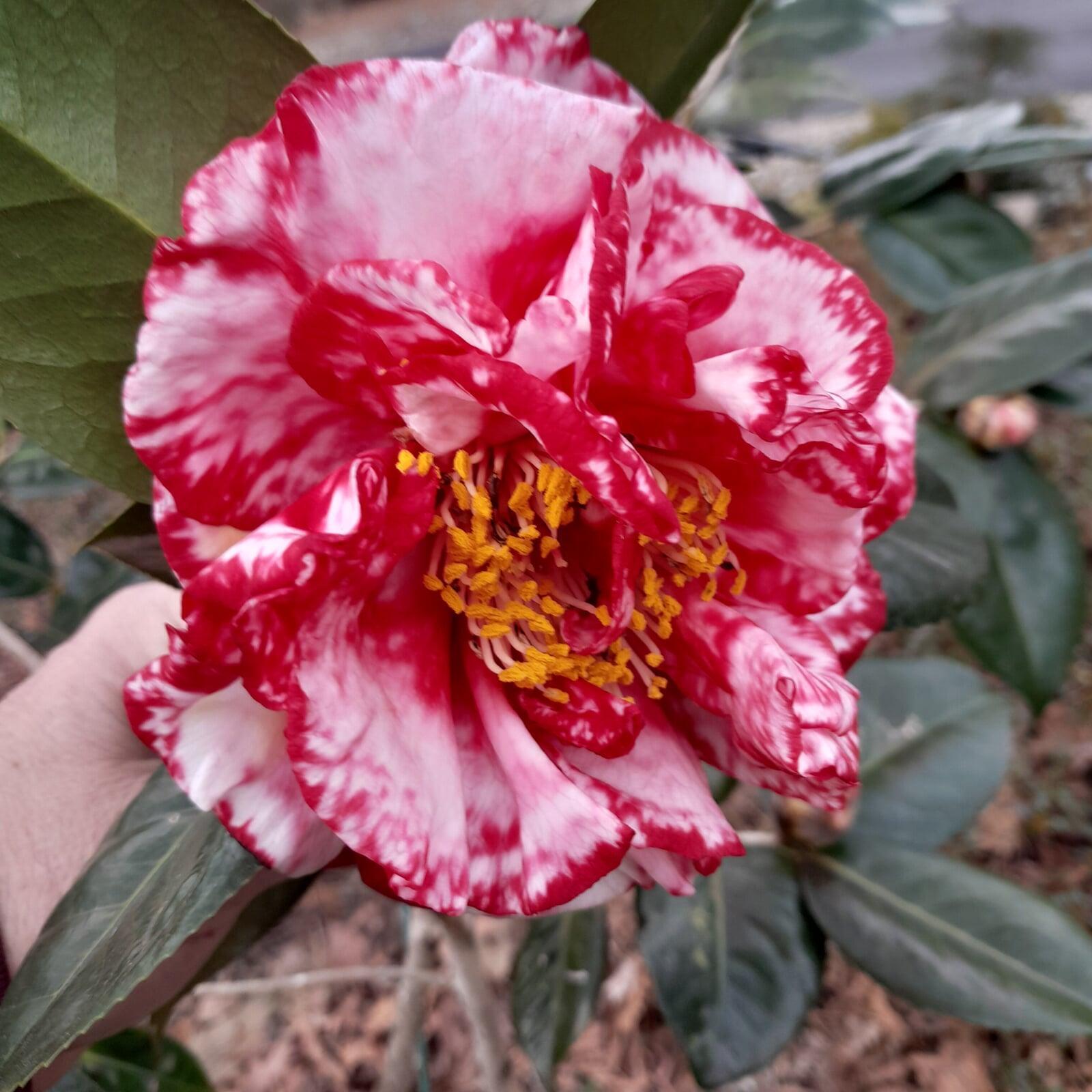 Terry Gilley Variegated (photo by J.Fields)