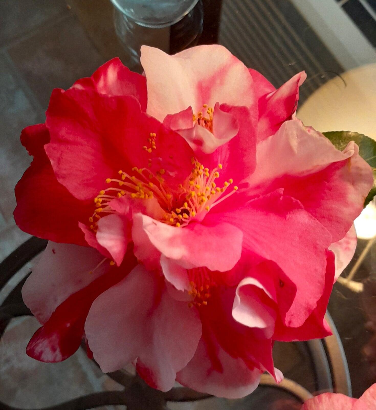 Edna Bass Variegated (photo by J.Fields)